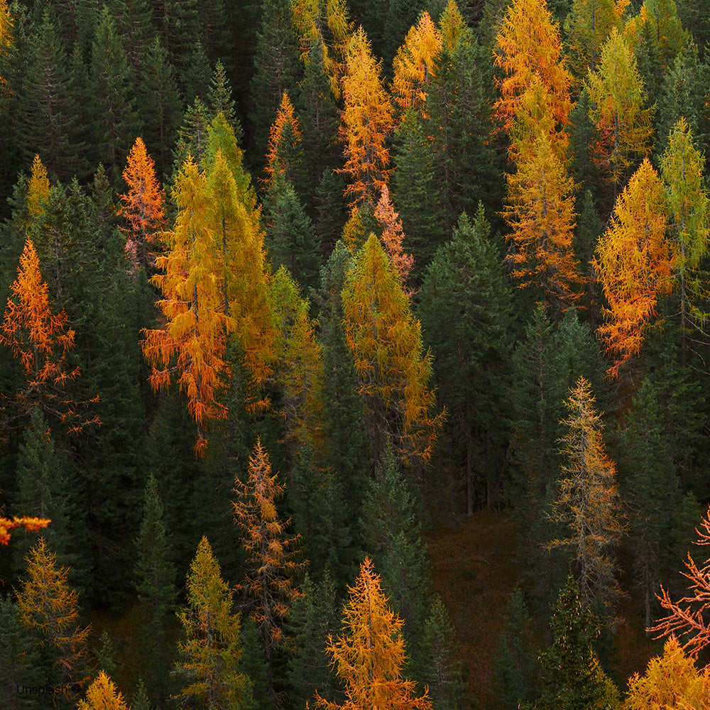 Palette colori autunnali.