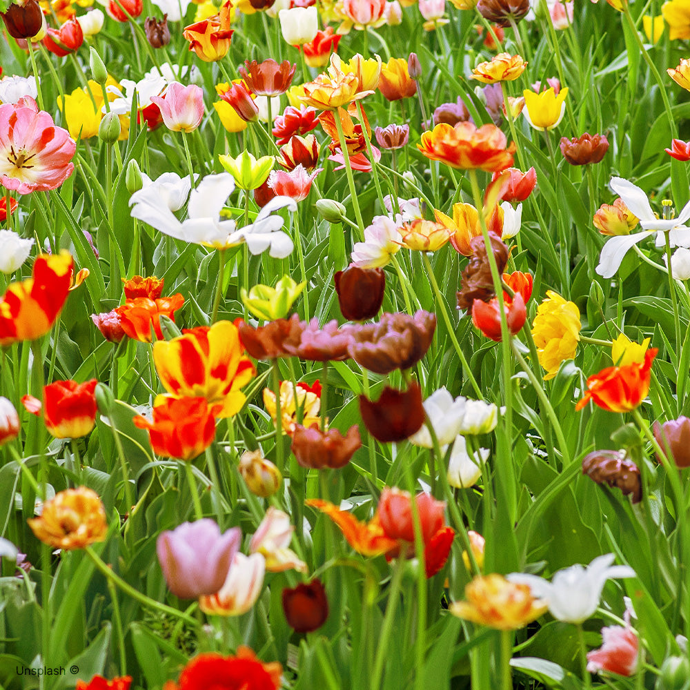 Colori della stagione primavera.