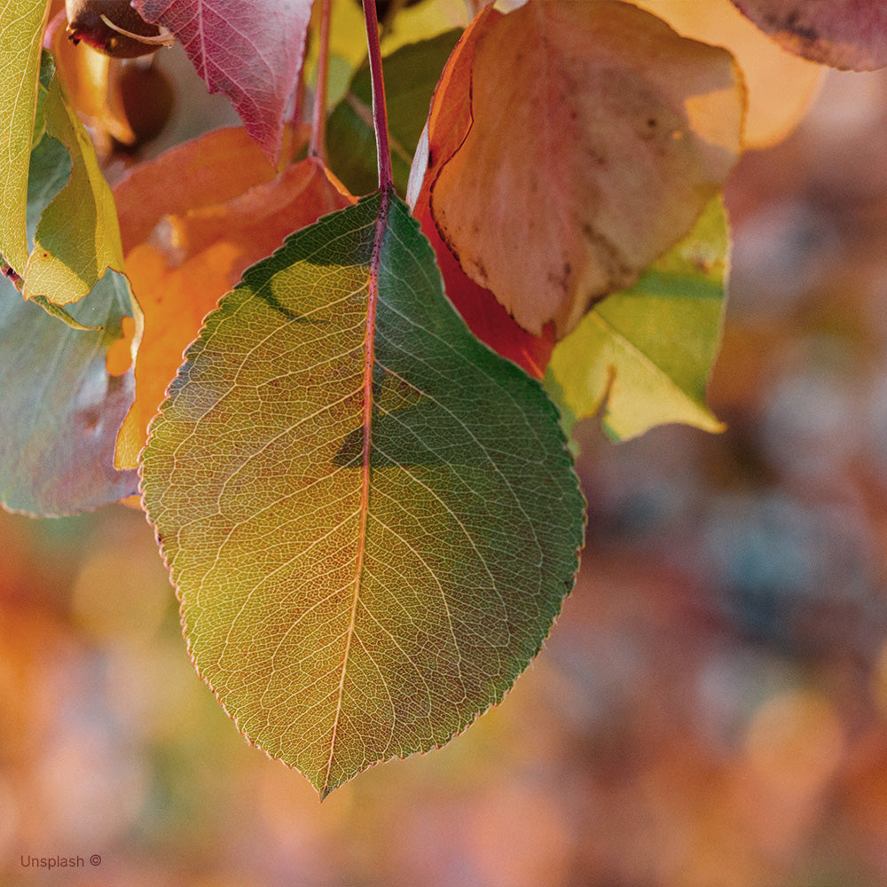 Palette colori stagione autunno.