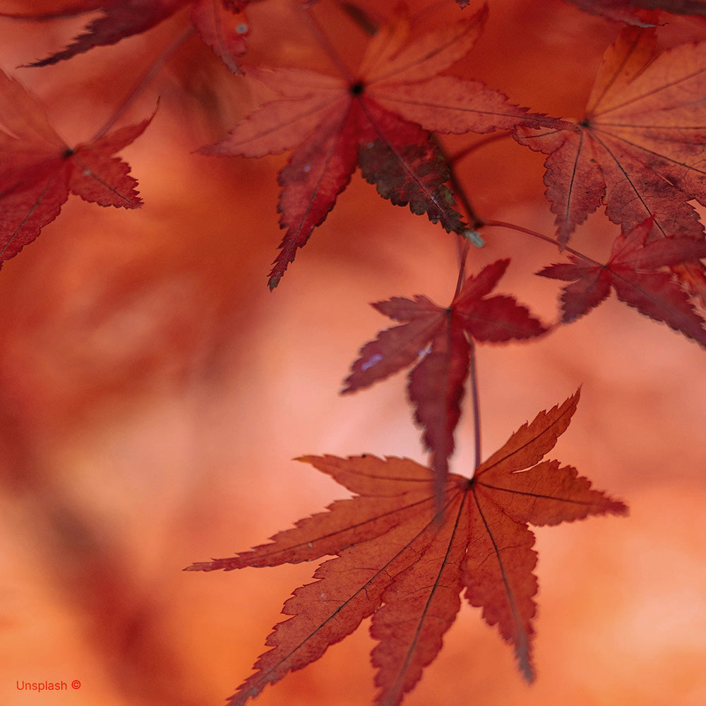Colori autunno warm.